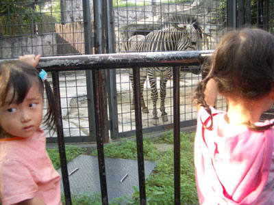 05-0923_zebra.jpg